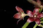 Maroon Carolina milkvine